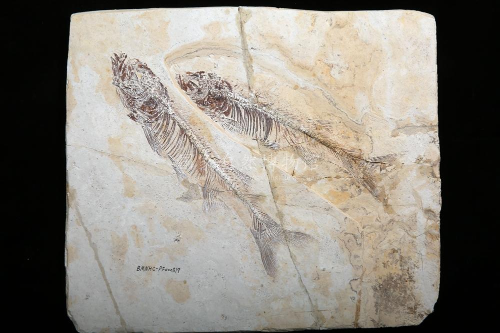 鱼化石 (2).jpg