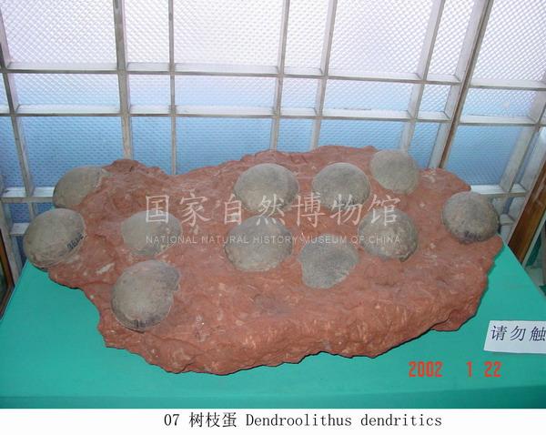 07Dendroolithus树枝蛋.jpg