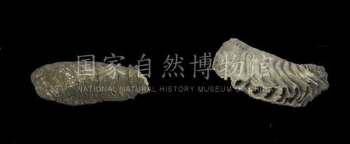 馆藏档案-国家自然博物馆