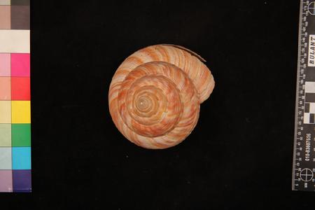 红翁蝾螺