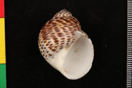 斑玉螺