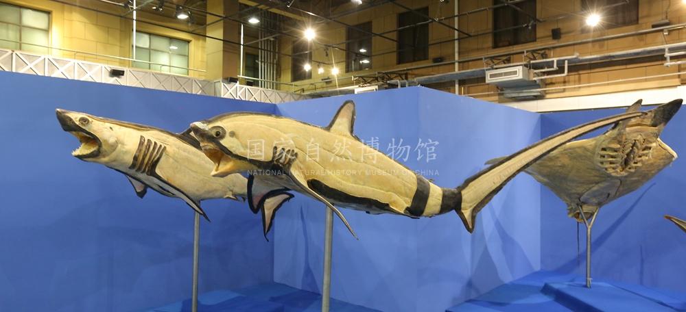 长尾鲨.jpg