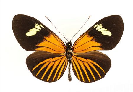 巴袖蝶（巴西）