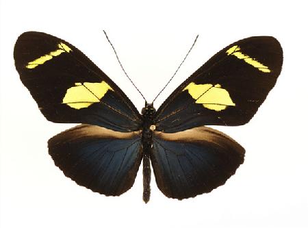 瓦神袖蝶（秘鲁）