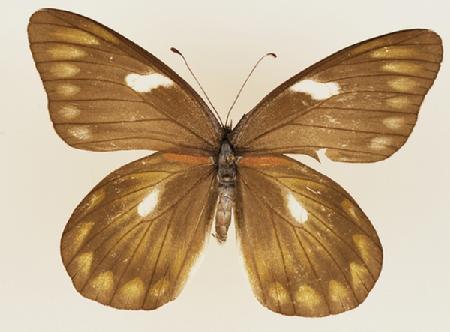黄标斑粉蝶（印尼 雌）