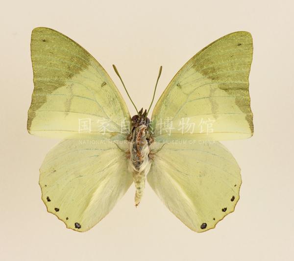 绿鳌蛱蝶（中非）x.jpg