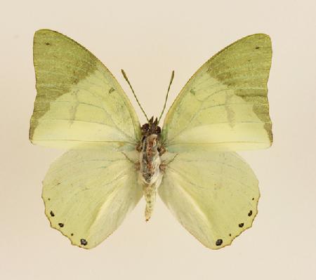 绿鳌蛱蝶（中非）