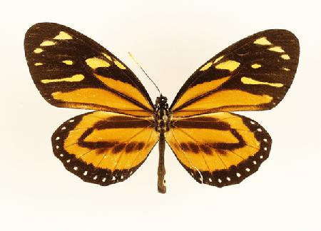中美长袖斑蝶（墨西哥）
