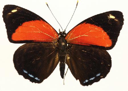 红斑心蛱蝶  产地：巴西