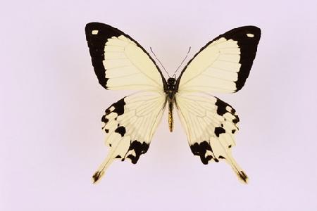 非洲白凤蝶 产地：喀麦隆