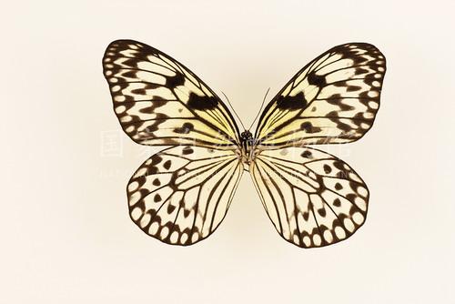 大帛斑蝶（台湾）.jpg