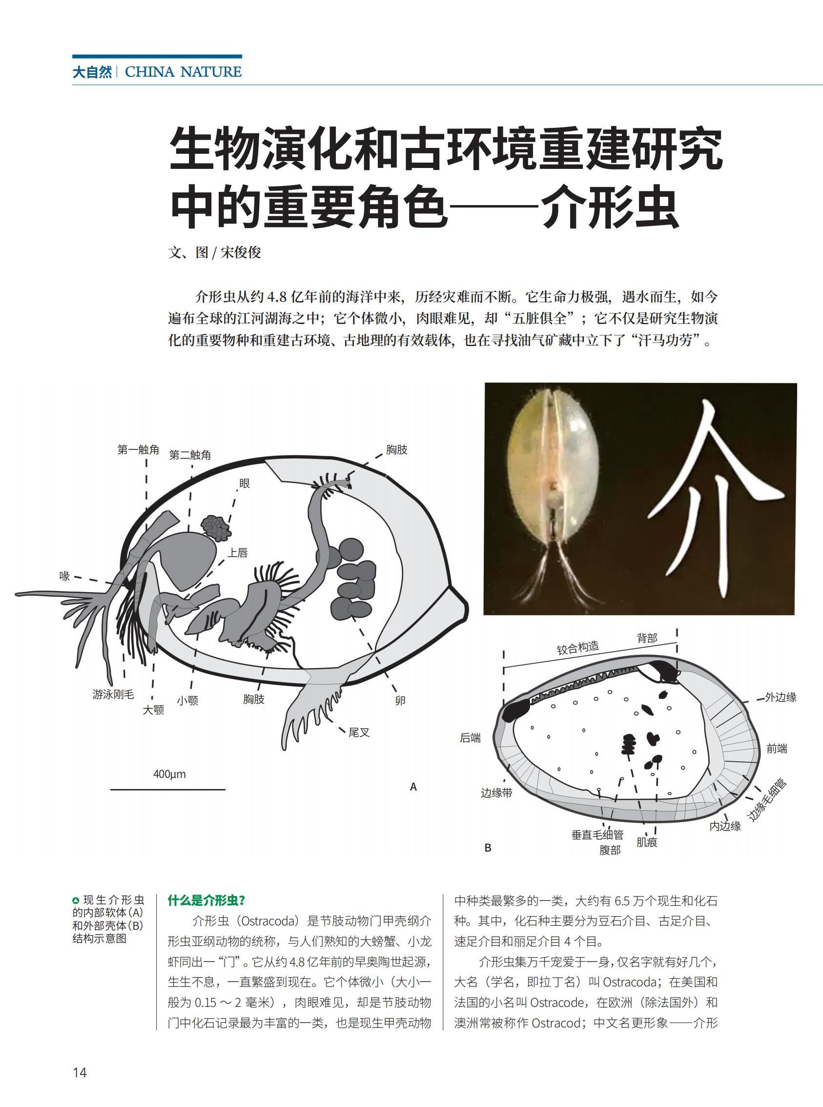 14-19生物演化和古环境重建研究中的重要角色——介形虫_00.jpg