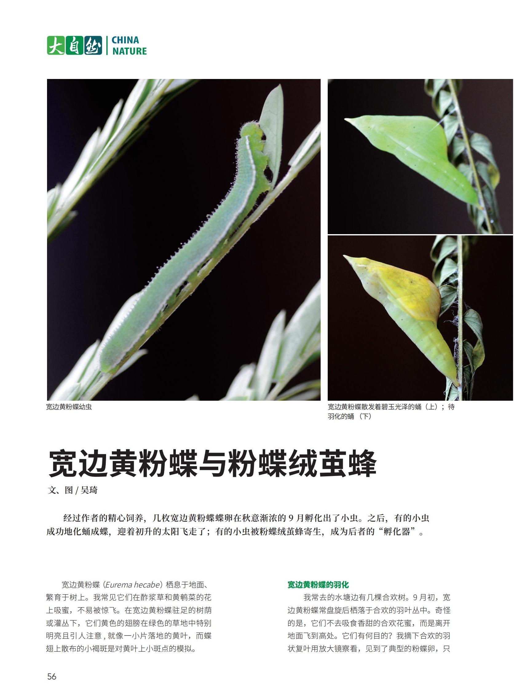 56宽边黄粉蝶与粉蝶绒茧蜂-吴琦_00.jpg