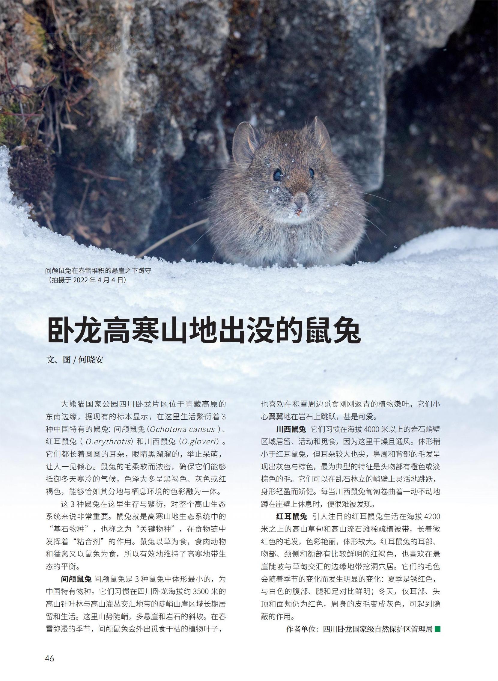 46-47卧龙高寒山地出没的鼠兔-何晓安_00.jpg