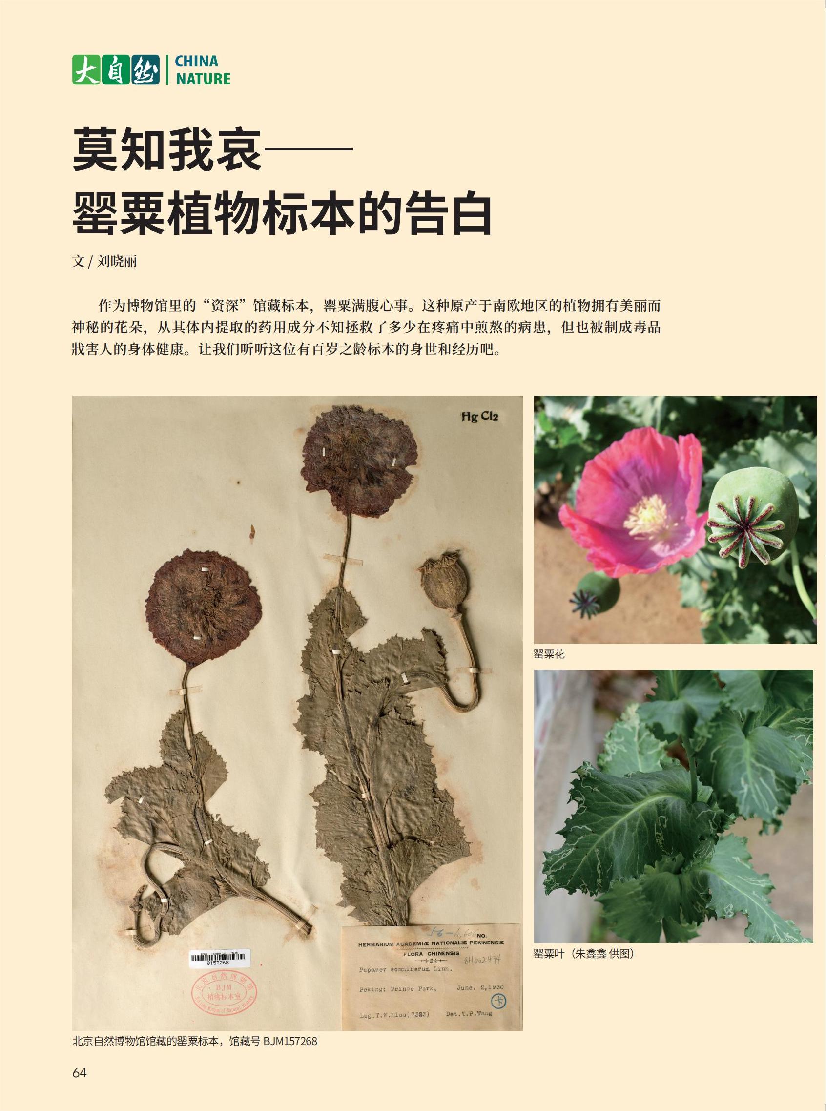 64-68莫知我哀——罂粟植物标本的告白-刘晓丽_00.jpg