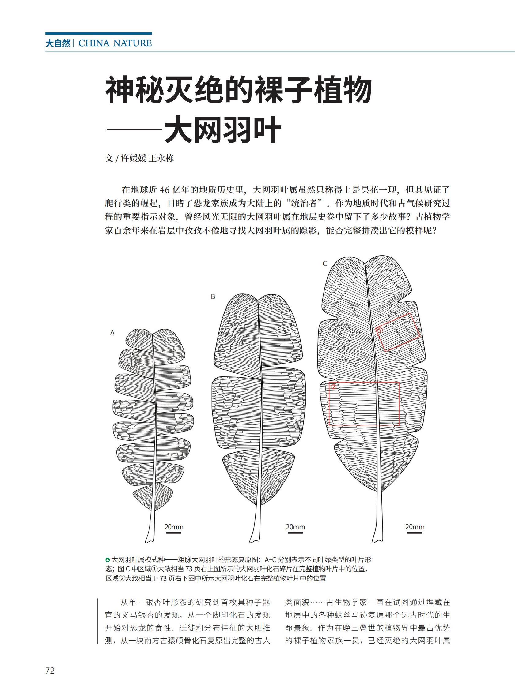 72神秘灭绝的裸子植物——大网羽叶_00.jpg