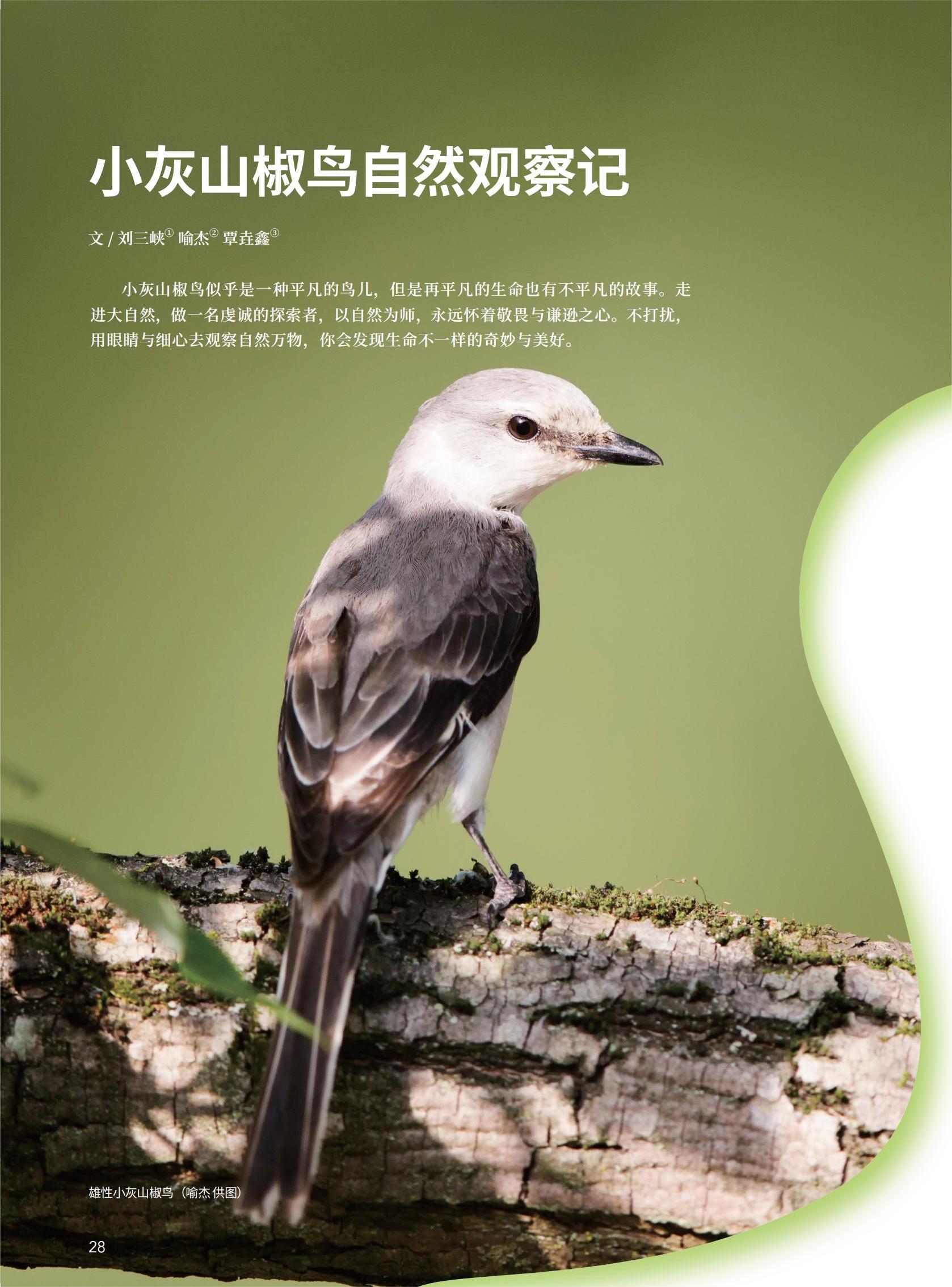 28小灰山椒鸟自然观察记-刘三峡 喻杰 覃垚鑫_00.jpg