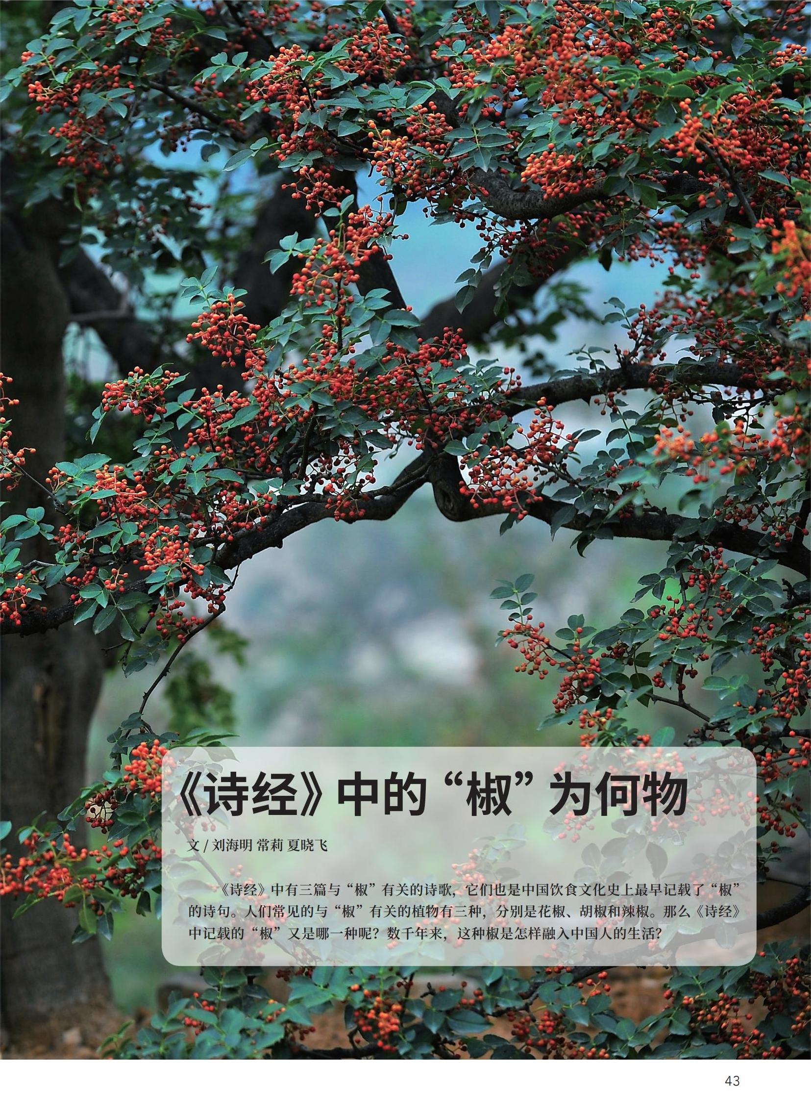 42《诗经》中的“椒”为何物-刘海明 常莉 夏晓飞_01.jpg